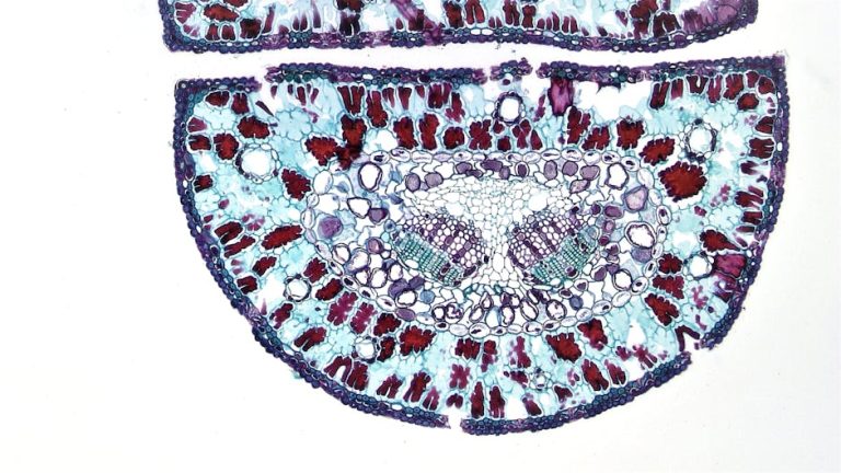 臍帶血的神奇力量：深度分析與探討