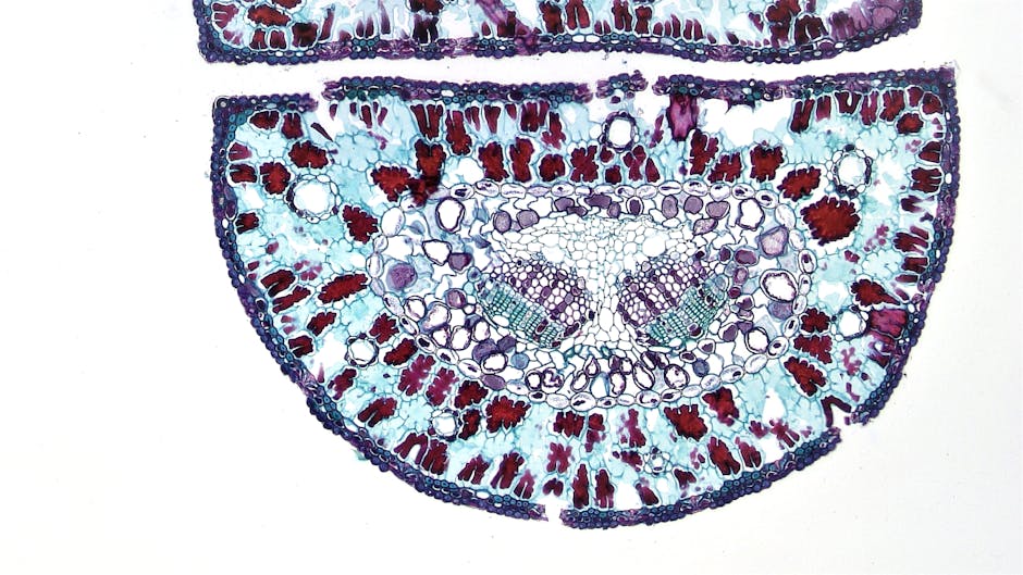 臍帶血的神奇力量:深度分析與探討