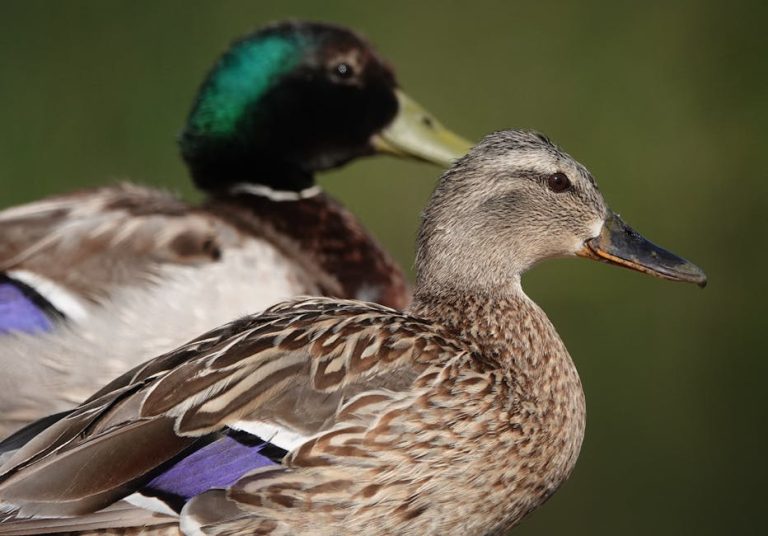 珍禽異獸醫院：專屬於珍奇動物的健康守護者