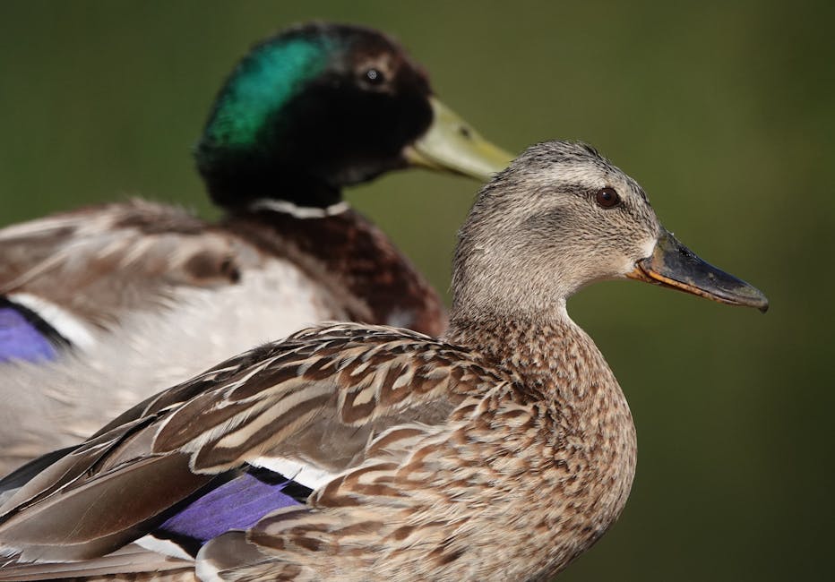 珍禽異獸醫院：專屬於珍奇動物的健康守護者